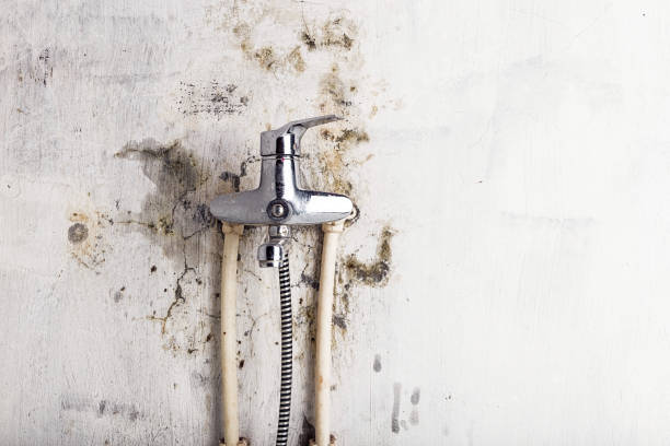 Best Same-Day Mold Removal  in Lake Isabella, MI