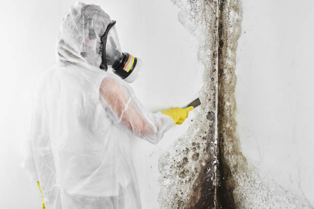 Best Fast Mold Removal  in Lake Isabella, MI