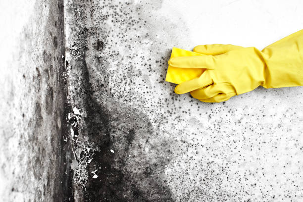 Best Certified Mold Removal  in Lake Isabella, MI