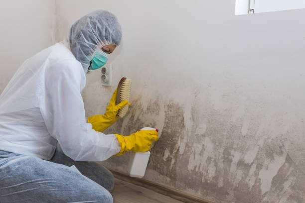 Best Office Mold Removal Services  in Lake Isabella, MI