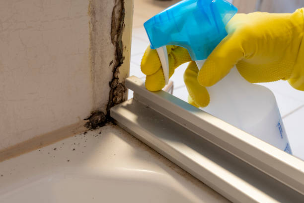 Best Fast Mold Removal  in Lake Isabella, MI