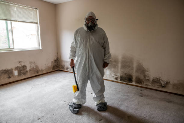 Best Toxic Mold Removal  in Lake Isabella, MI
